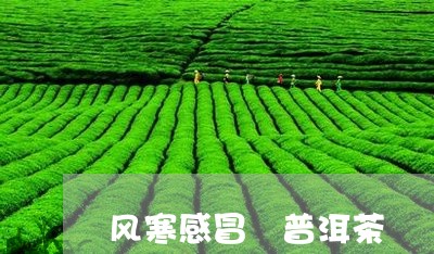 风寒感冒 普洱茶/2023041139260